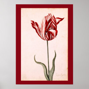 Vintage Tulip Drawing Poster