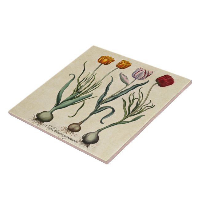 Vintage Tulips Illustration Yellow Pink Red Tulip Tile (Side)