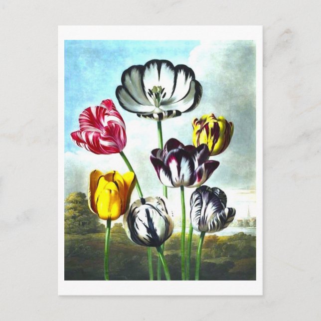 Vintage Tulips Postcard (Front)