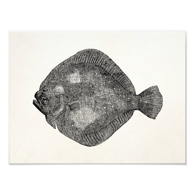 Vintage Turbot Flounder Fish - Fishes Template Photo Print (Front)