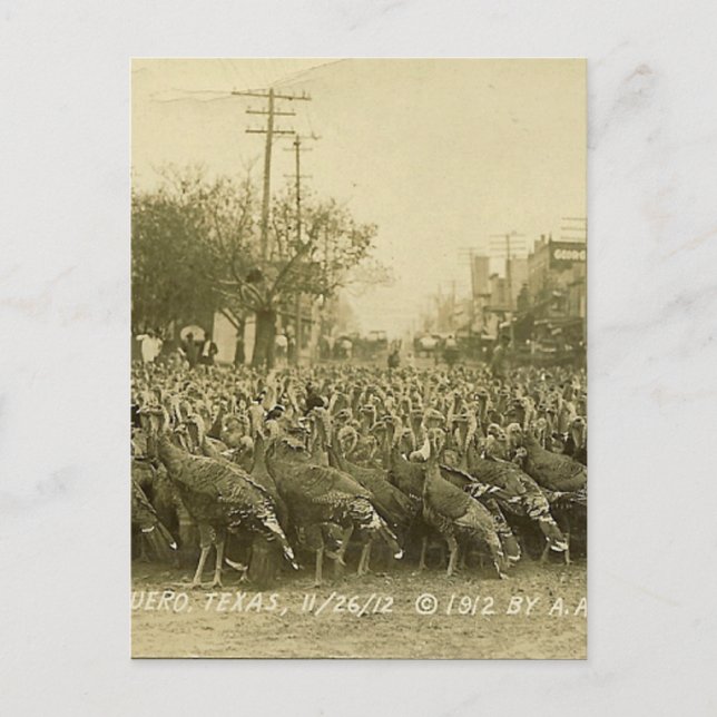 Vintage Turkey Farm Photograph Postcard (Front)