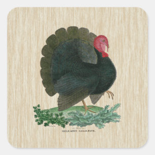 Vintage Turkey Square Sticker