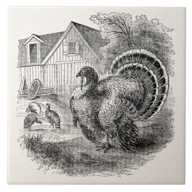 Vintage Turkeys - Personalised Barn Turkey Birds Tile (Front)