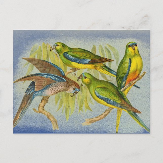 Vintage Turquoise Parrot Postcard (Front)