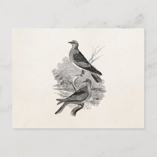 Vintage Turtle Doves Bird Personalised Dove Birds Postcard