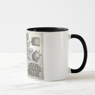 Vintage Turtle Etching Mug