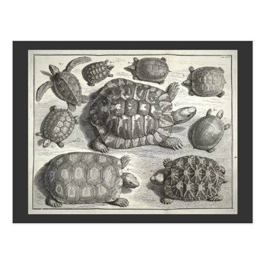 Vintage Turtle Etching Postcard