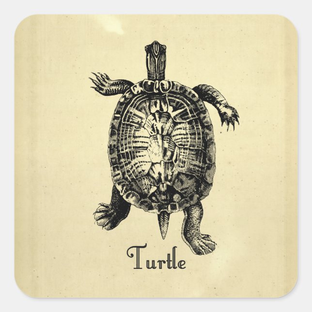VINTAGE TURTLE SQUARE STICKER (Front)