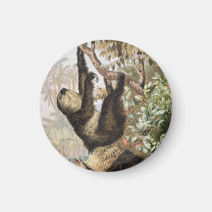 Vintage Two-Toed Sloth 1900 Book Illustration Magnet