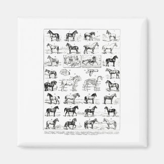 Vintage Types Of Horses Horse Breed Horseback Ridi Magnet