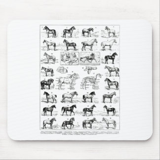 Vintage Types Of Horses Horse Breed Horseback Ridi Mouse Mat