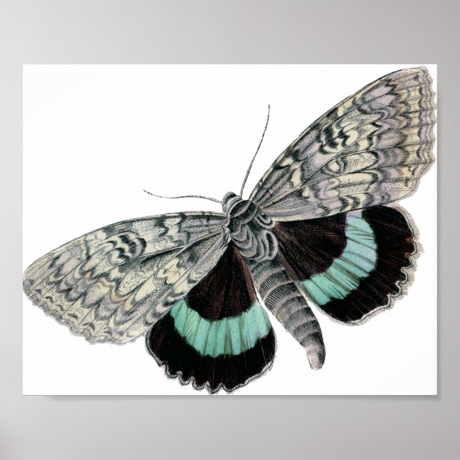 Vintage Typographic Moth Illustration Poster (Front)