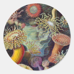 Vintage Underwater Sea Anemones by Ernst Haeckel Classic Round Sticker