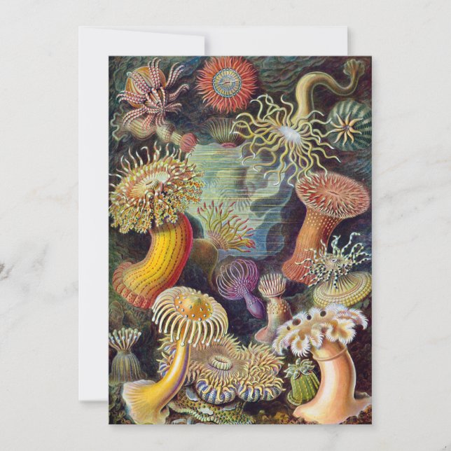 Vintage Underwater Sea Anemones by Ernst Haeckel Invitation (Front)
