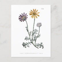 Vintage Ursinia Anthemoides Solar Fire Botanical  