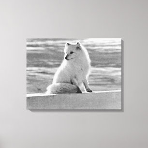 Vintage USA Alaska Arctic fox Canvas Print