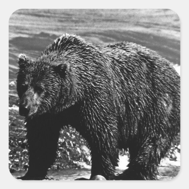 Vintage USA Alaska brown bear 1970 Square Sticker (Front)