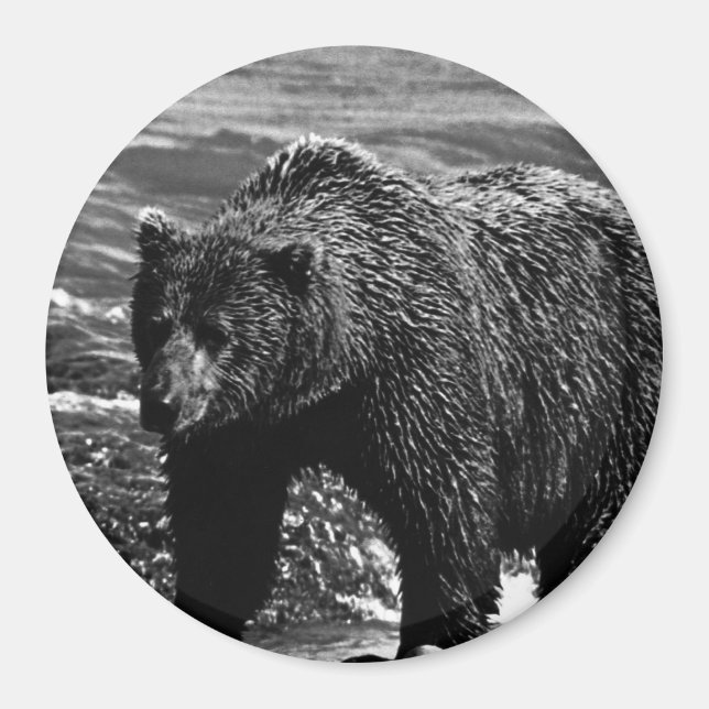 Vintage USA Alaska brown bear Magnet (Front)