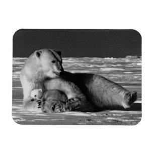 Vintage USA Alaska mother polar bear 1970 Magnet
