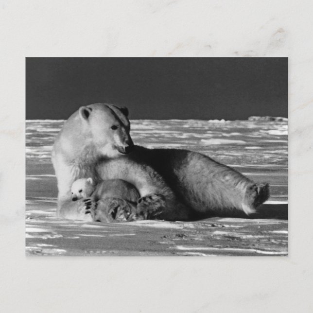 Vintage USA Alaska mother polar bear Postcard (Front)