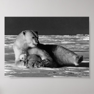 Vintage USA Alaska mother polar bear Poster