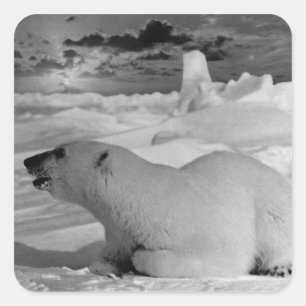 Vintage USA Alaska polar bear 1970 Square Sticker