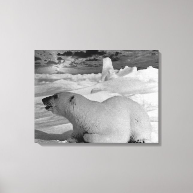 Vintage USA Alaska polar bear Canvas Print (Front)