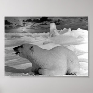 Vintage USA Alaska polar bear Poster
