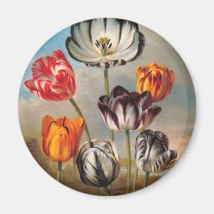 Vintage Variegated Tulip Flowers in a Landscape Magnet