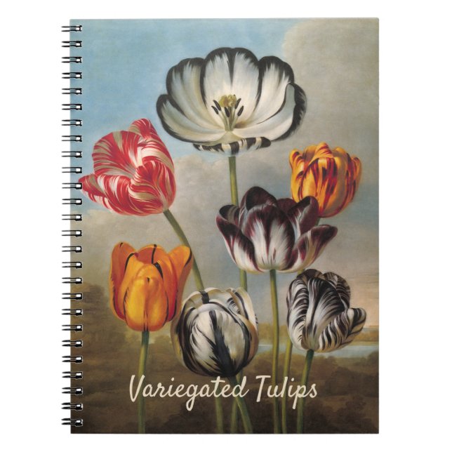 Vintage Variegated Tulip Flowers in a Landscape Notebook (Front)
