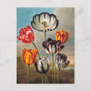 Vintage Variegated Tulip Flowers in a Landscape Postcard