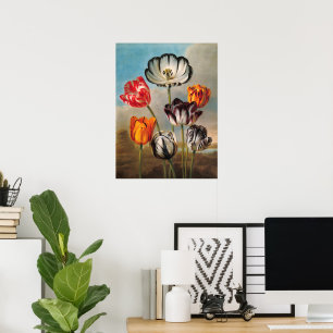Vintage Variegated Tulip Flowers in a Landscape Poster