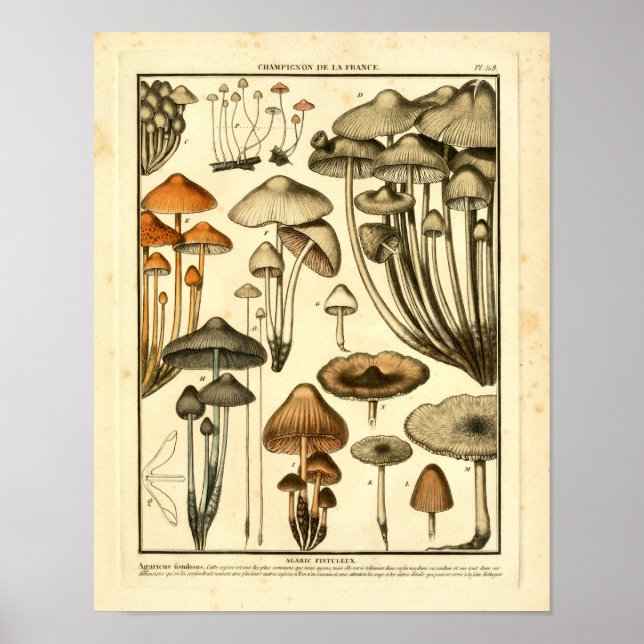 Vintage Varieties of Brown Mushrooms French Print (Front)