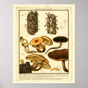 Vintage Varieties of Mushrooms French Art Print