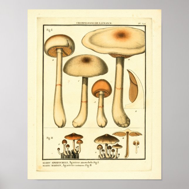 Vintage Varieties of Mushrooms French Art Print (Front)