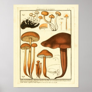 Vintage Variety of Brown Mushrooms French Print