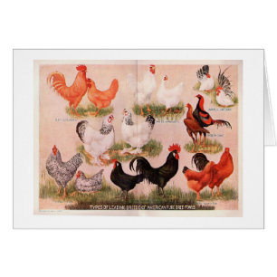 Vintage - Variety of Chickens