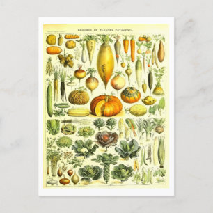Vintage Vegetable Botanical Illustration Postcard