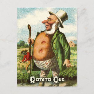 Vintage Vegetable Postcard Series: Potato