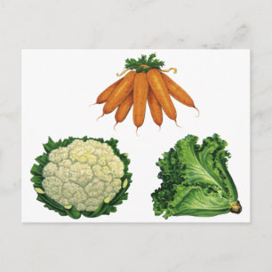 Vintage Vegetables; Carrots, Cauliflower, Lettuce Postcard