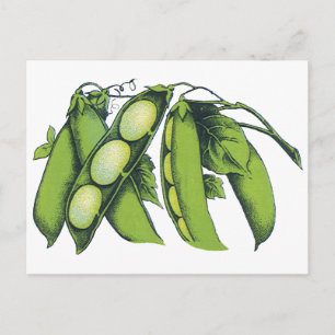 Vintage Vegetables; Lima Beans, Organic Farm Foods Postcard