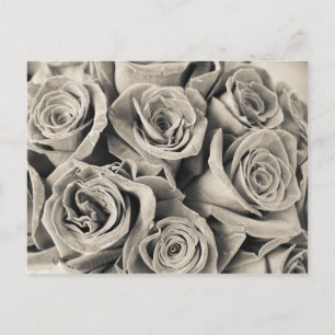 Vintage Velvet Beauty Postcard