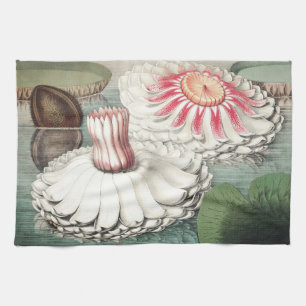 Vintage Victoria Regia Water Lily Art Print Tea Towel