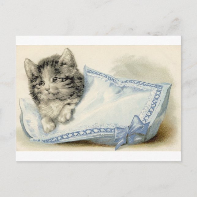 Vintage Victorian Cat Kitten Postcard (Front)