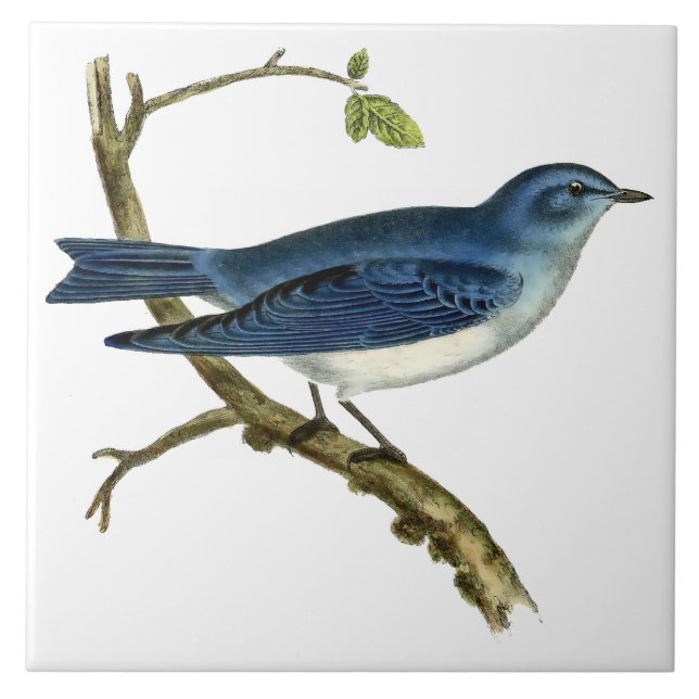 Vintage Victorian Era 1825 Bluebird Art Tile (Front)