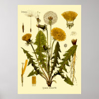 Vintage Victorian Era 1887 Dandelion Botanical Art