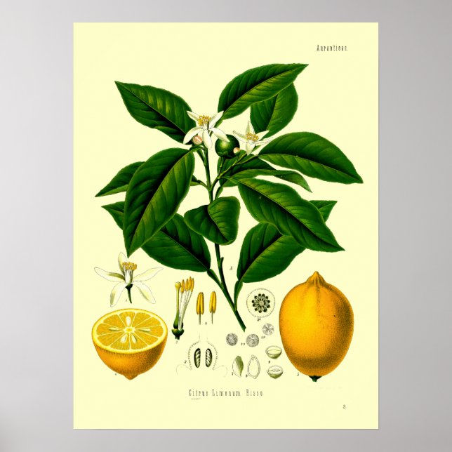 Vintage Victorian Era Lemon Botanical Illustration Poster (Front)