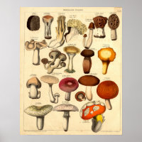 Vintage Victorian Era Mushroom Art