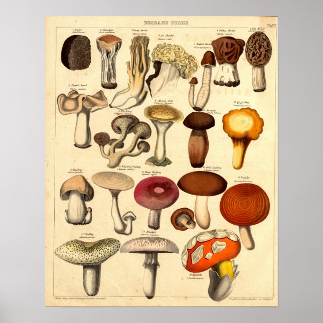 Vintage Victorian Era Mushroom Art Poster (Front)