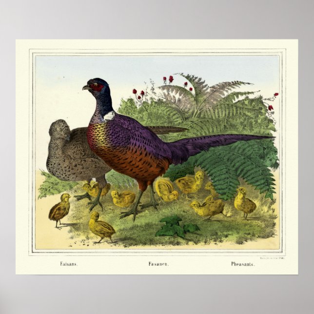 Vintage Victorian Era Pheasant Family Poster (Front)